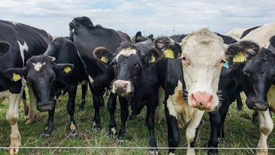 A herd of cows is pictured near Allerup, Denmark, in August 2021. Dairy farmers in Denmark face having to pay an annual tax of 672 krone ($96) per cow for the planet-heating emissions they generate.