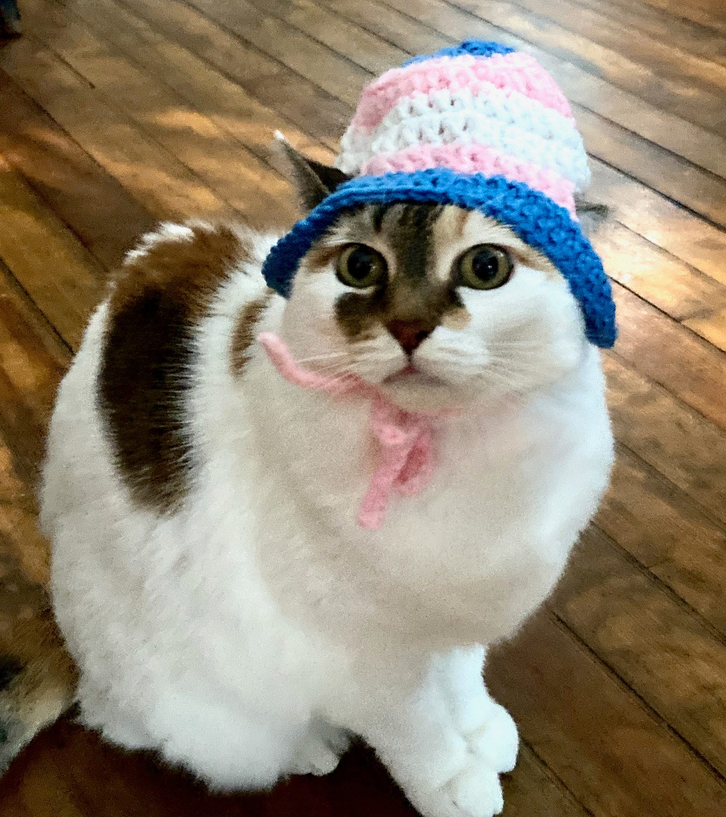 white cat with brown and black markings wearing a silly crocheted bonnet.