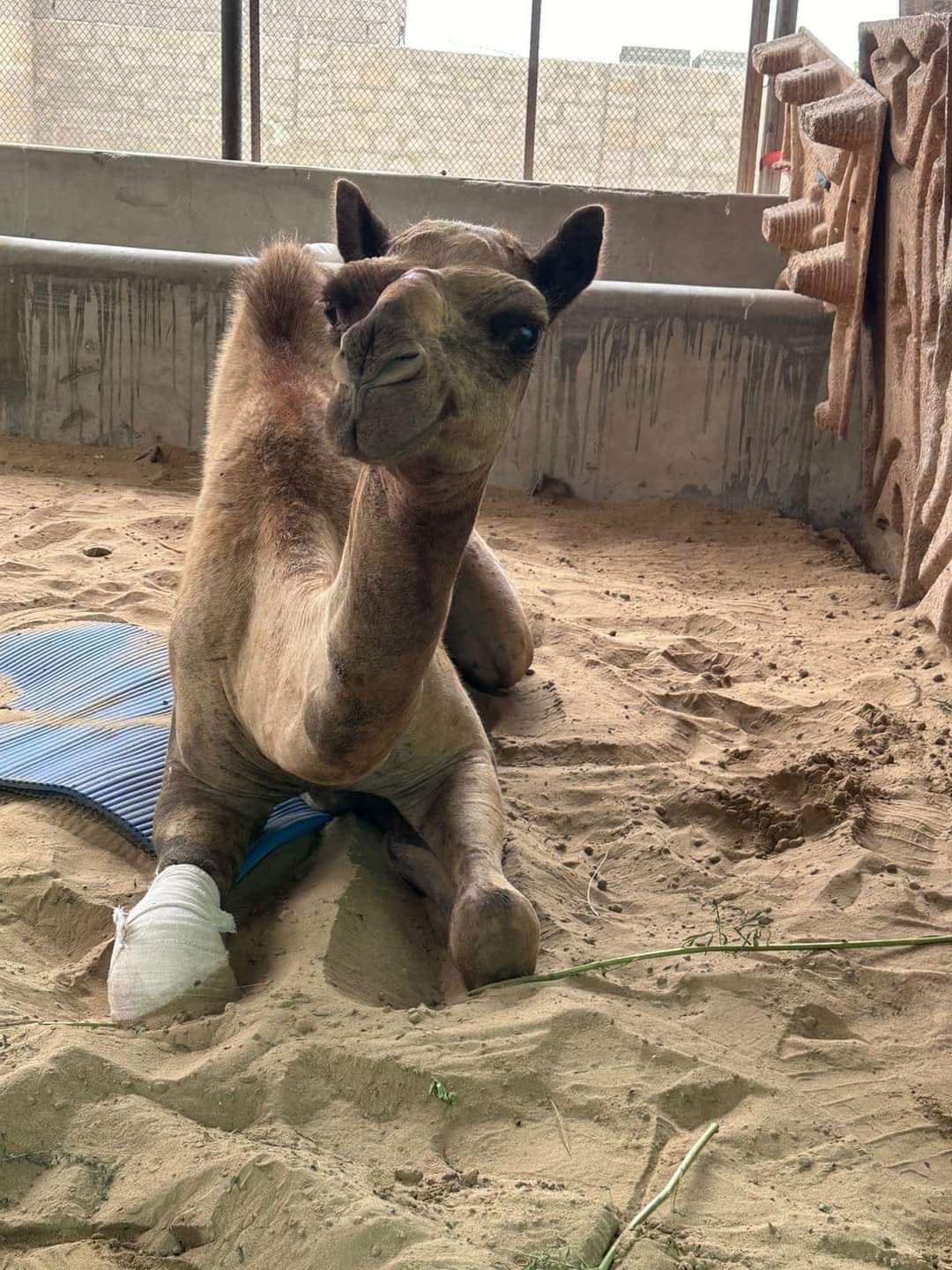 May be an image of Bactrian camel May be an image of Bactrian camel