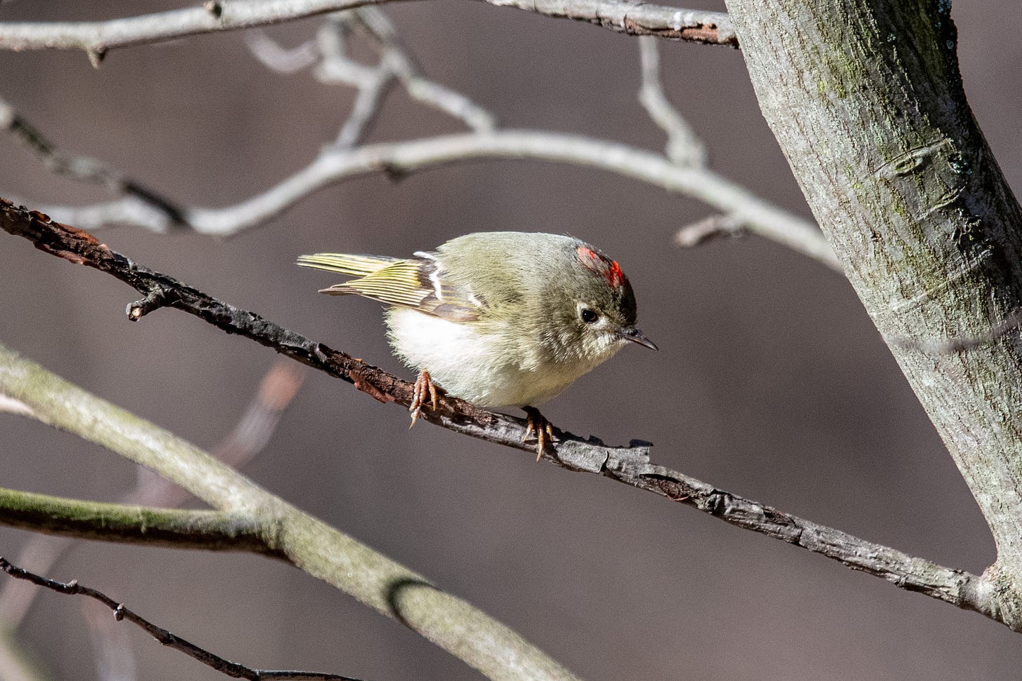 A ruby-crowned kinglet, head bowed, showing its ruby crown
