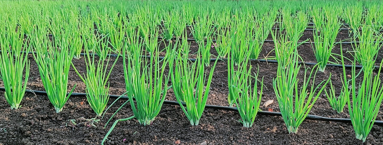 FarmSetu Supply Chain Stack: Rahee Seeds: Onion Plot