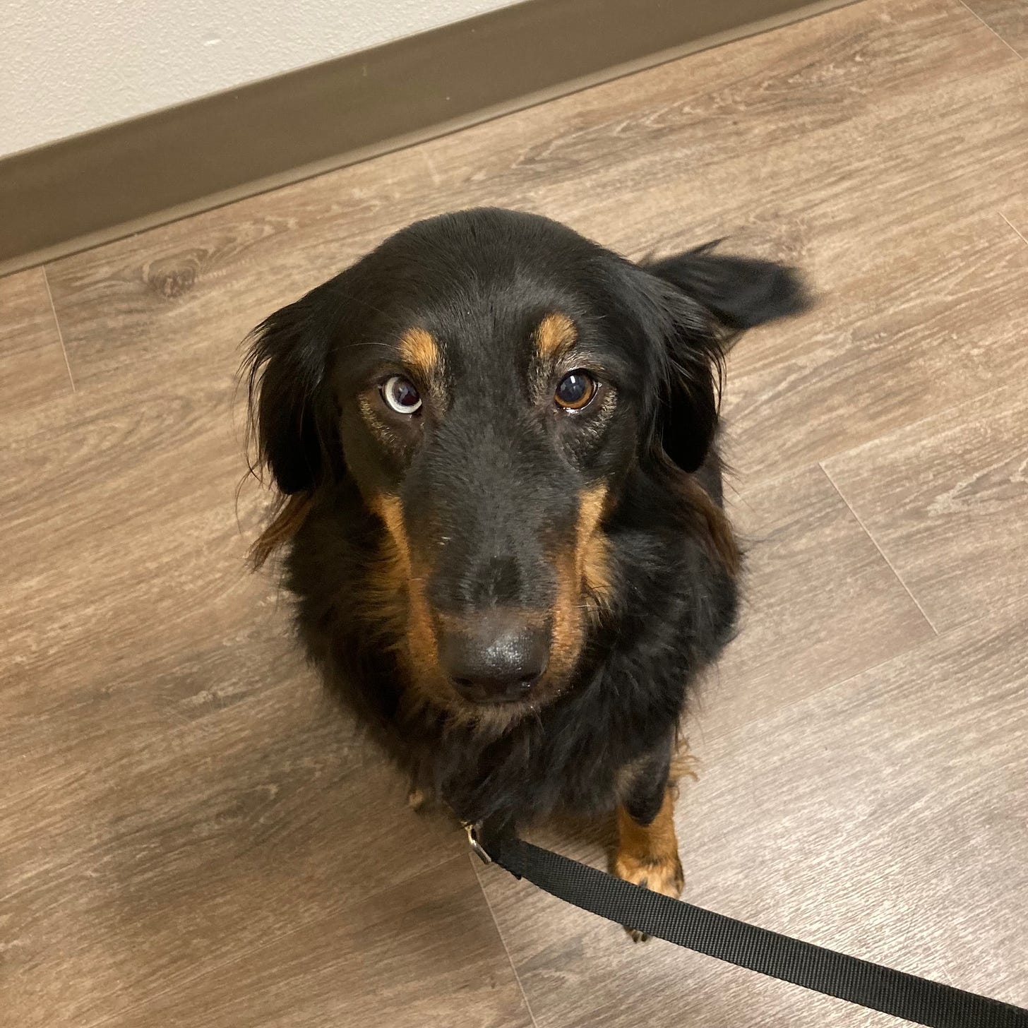 Black and brown dog sitting in vet room looking up at camera