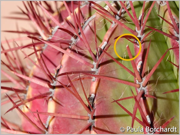 The cactus upon which Watney was enspinated, with the offending spine (subsequently snipped) circled in yellow. Ouch!