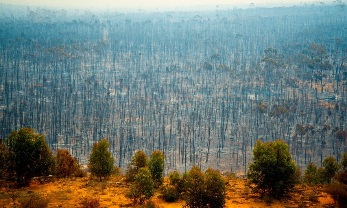 Fifth of countries at risk of ecosystem collapse, analysis finds |  Biodiversity | The Guardian