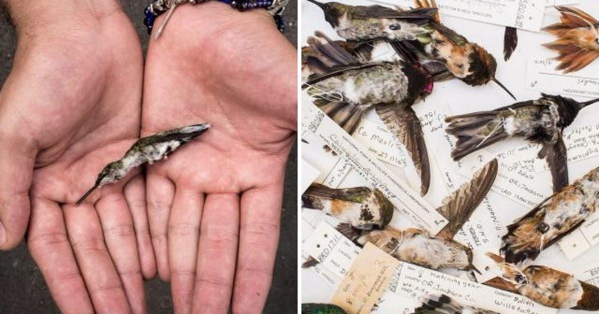 People are using dead hummingbirds smothered in honey as 'love charms' |  Metro News
