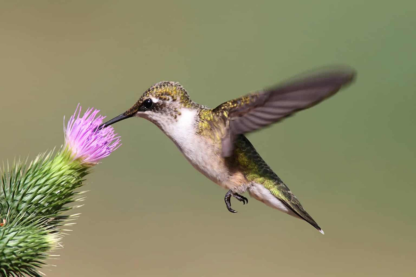 Do Hummingbirds Have Feet? Everything You Need To Know