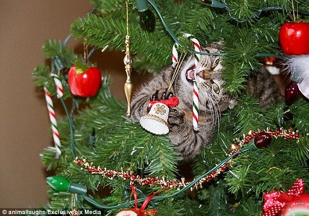 cat eating candy cane