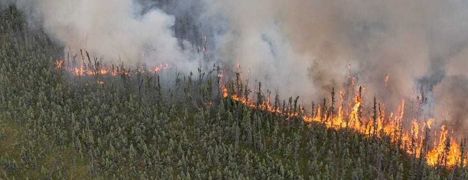 Fire in Ecosystems: Boreal Forest (U.S. National Park Service)