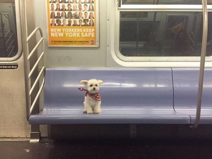 cachorrinho pequeno e branco com um laço vermelho no pescoço sentado no banco do metrô sozinho