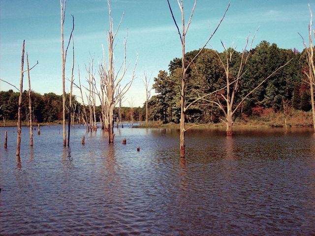 Big Oaks National Wildlife Refuge