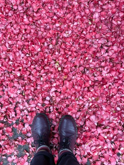 Purple oxford doc martens standing in a sea of fallen pink petals