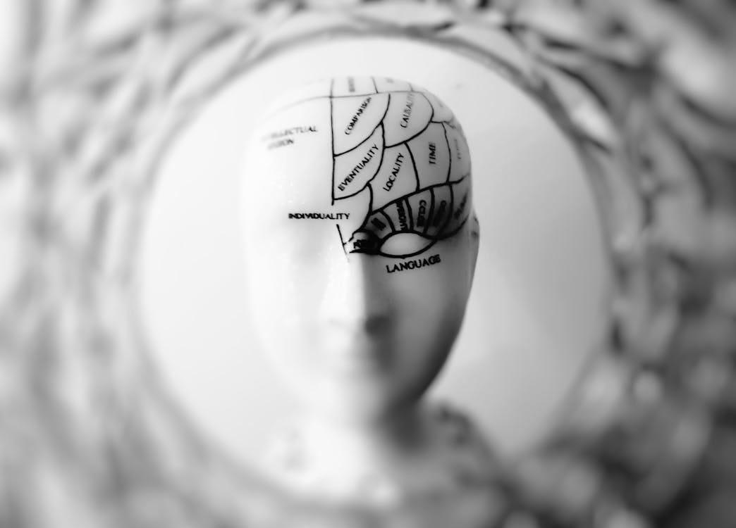 Free Close-up black and white image of a phrenology head with brain sections labeled. Stock Photo