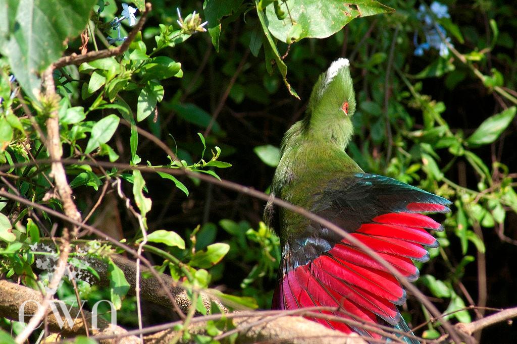 Turacos are the only birds to possess true green and red colours. The Turaco's green pigment is called Turacoverdin, and the red pigment is known as Turacin. 