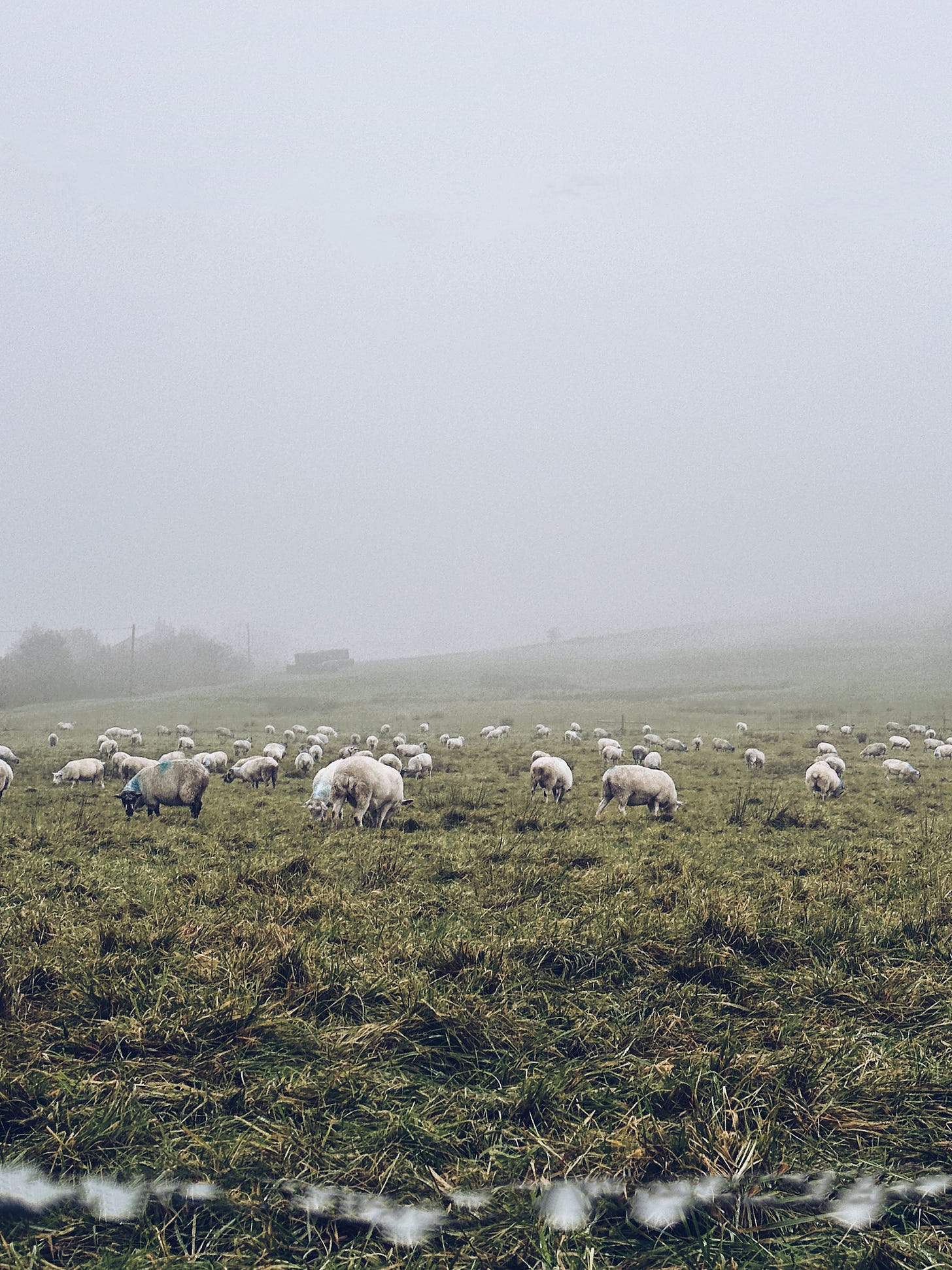 a cold, foggy field with lots of white sheep in it. In the foreground there is a piece of barbed wire fence with raindrops.