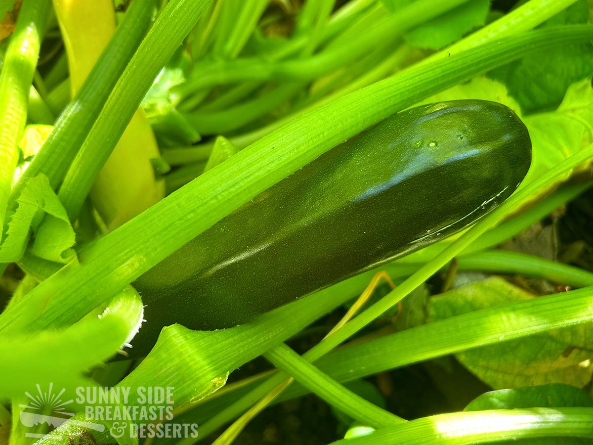 A zucchini on the plant.