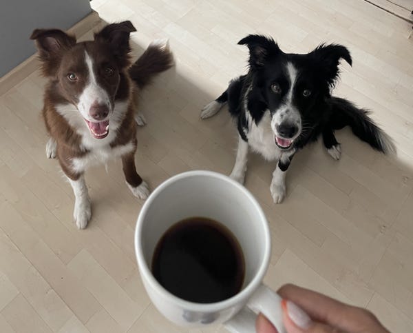 Las perras, esperando su turno para tomar café ☕️.