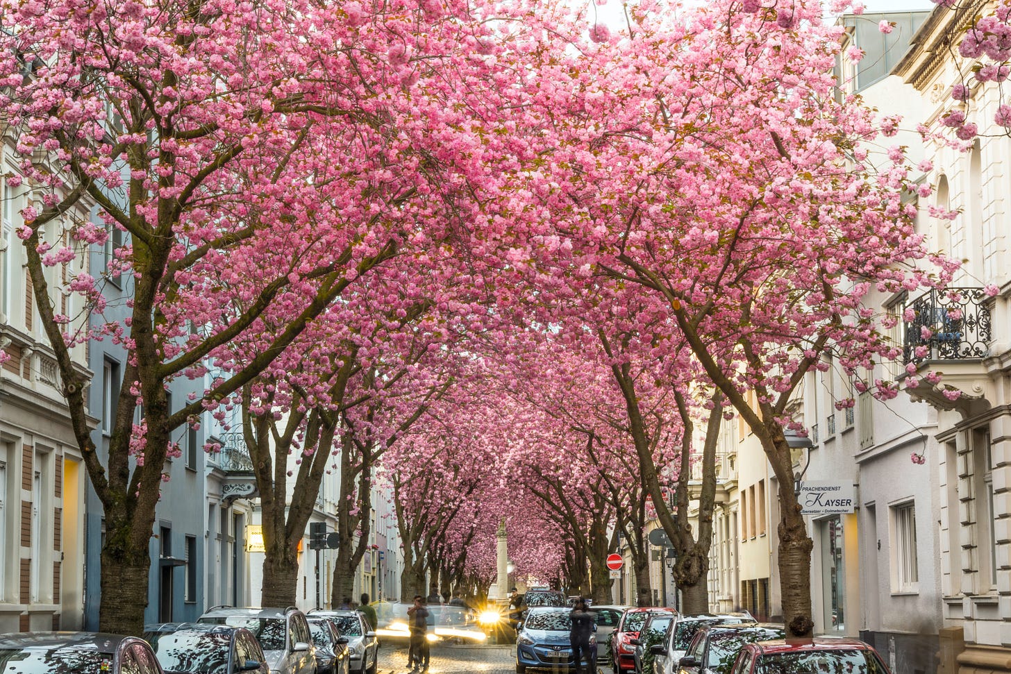 A residential street with beautiful cherry trees covered in bright pink blossom.