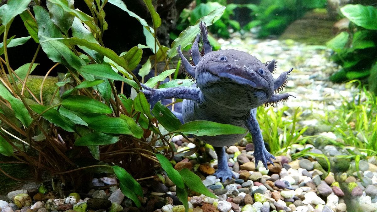 The axolotl of Mexico : All about this unique salamander