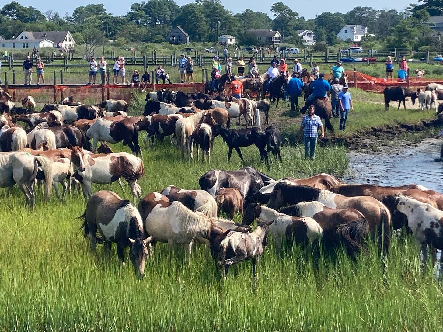 A small herd of ponies, surrounded by people, grazing in marsh grass on the edge of a body of water. 