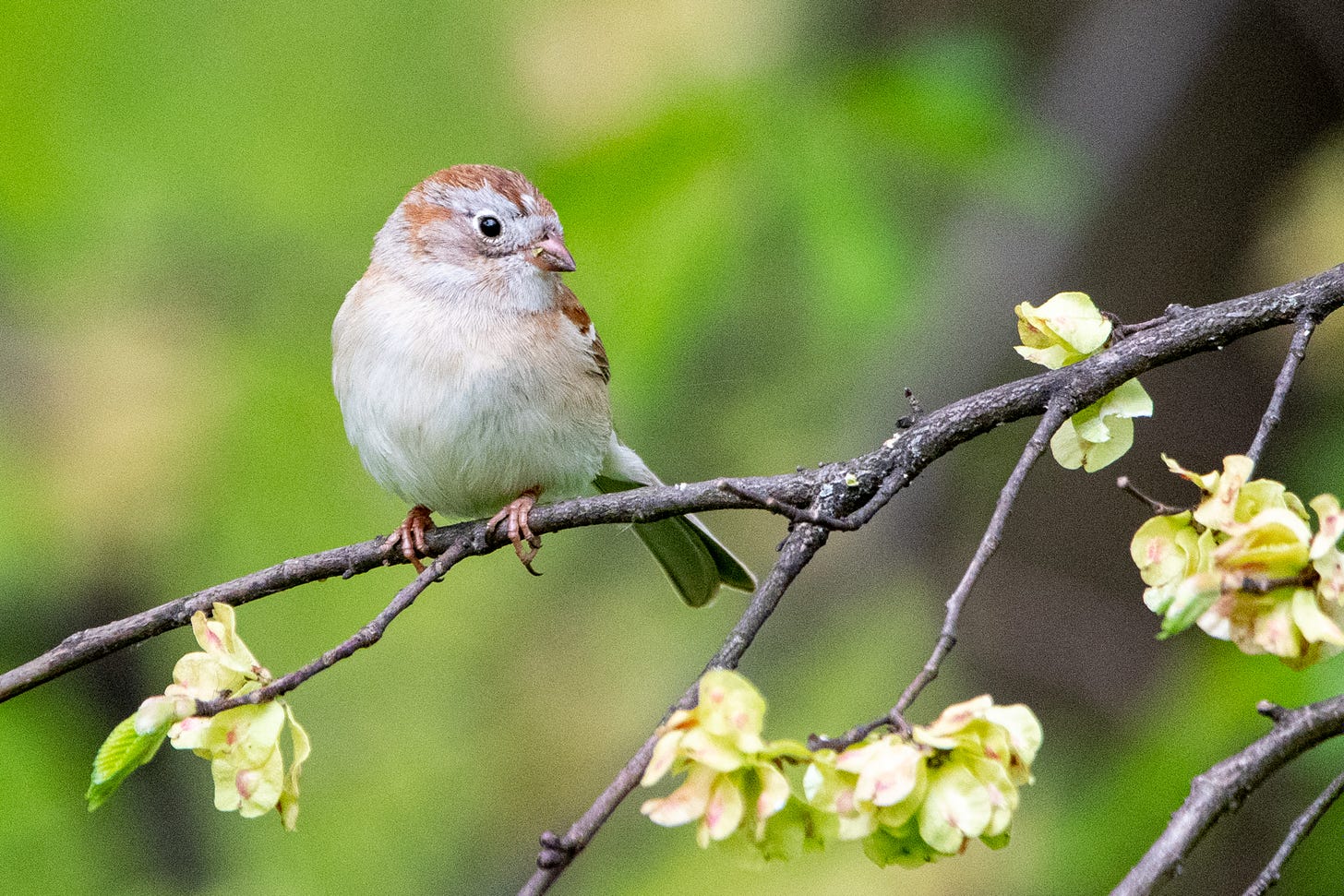 A field sparrow, with blank face and empty breast, is perched on a branch of slippery elm