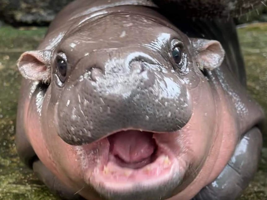 Baby pygmy hippo with its mouth open 