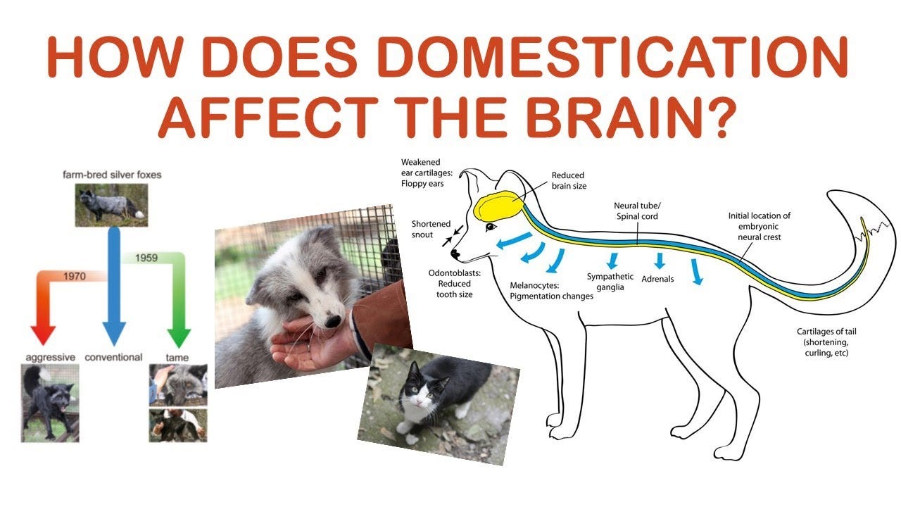 Domestication Syndrome and the brain - YouTube