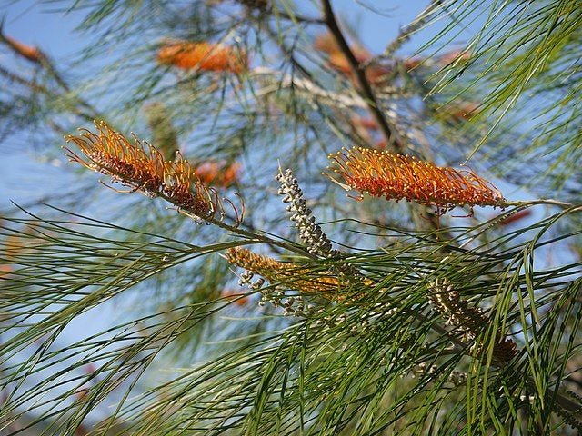 Grevillea pteridifolia [Foliage and Flowers wikicommons].jpg