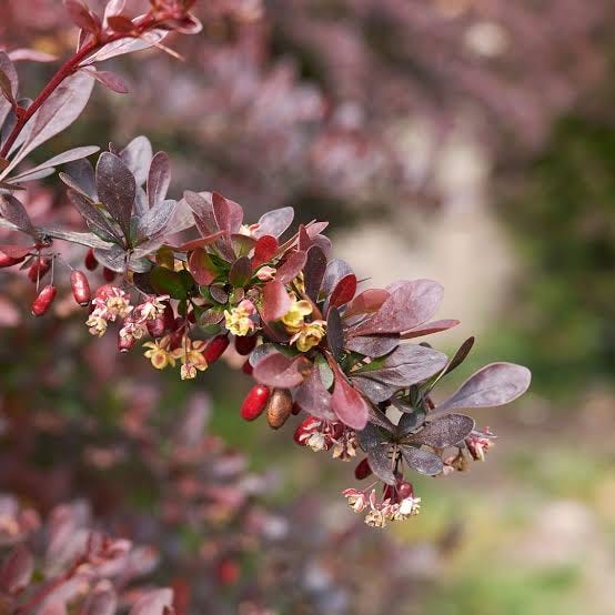 Berberis Atropurpurea 30-50CM - Clarenbridge Garden Centre