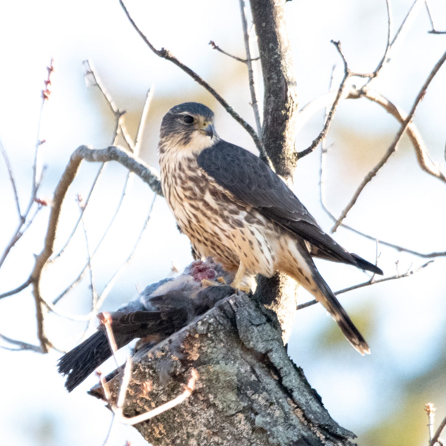 A large bird with dark wings, a dark head, and a streaked breast pauses from eating a bird not much smaller and looks over its shoulder