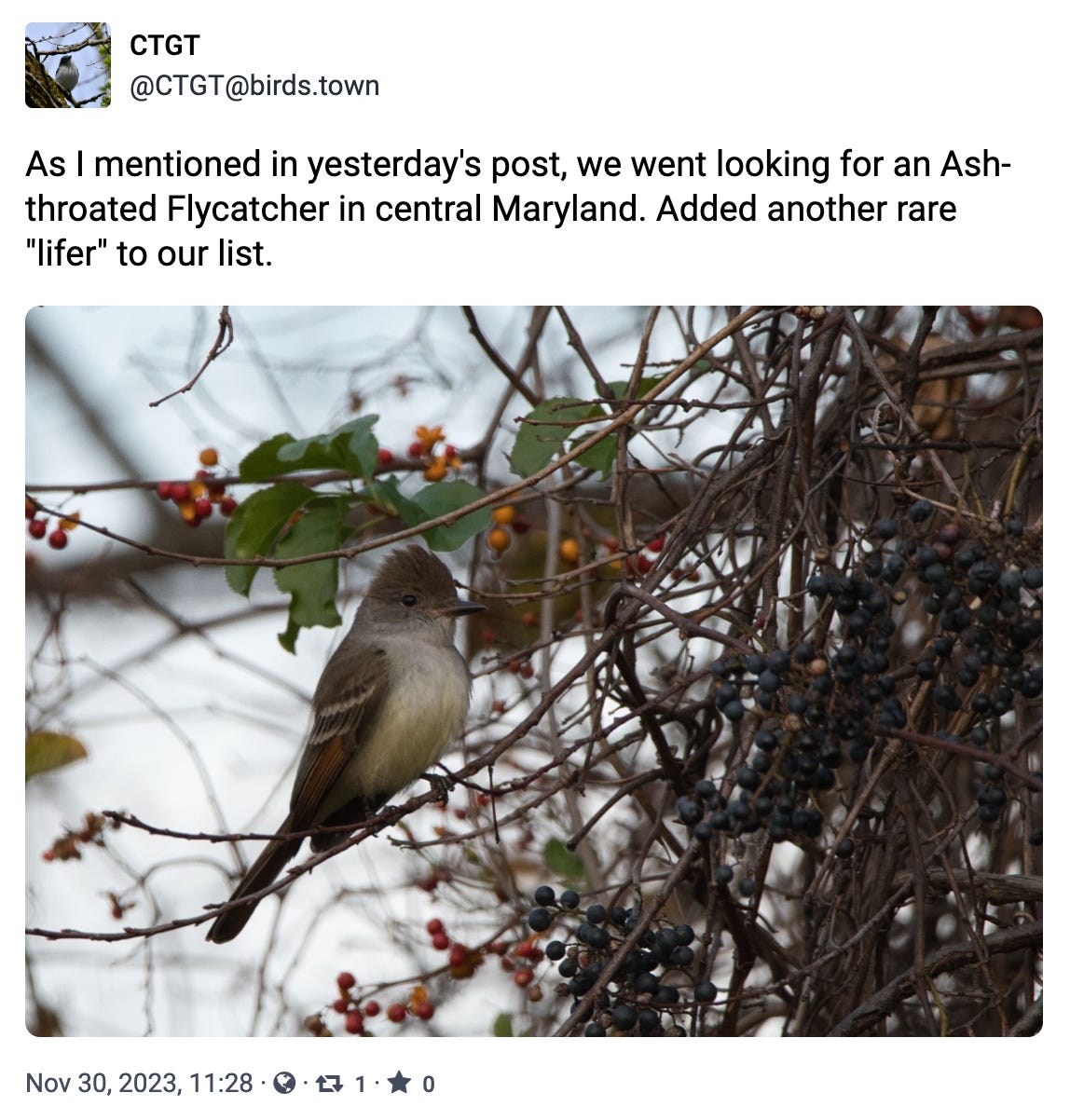 As I mentioned in yesterday's post, we went looking for an Ash-throated Flycatcher in central Maryland. Added another rare "lifer" to our list. 