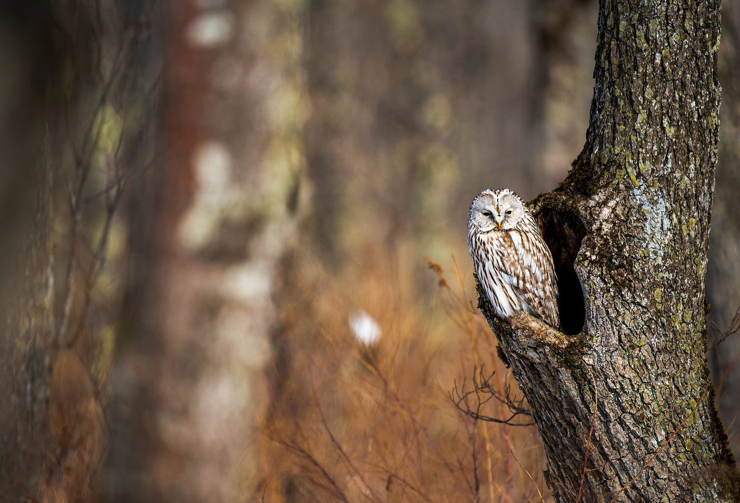 Boks, K. (2021). Owl perching in a hollow tree