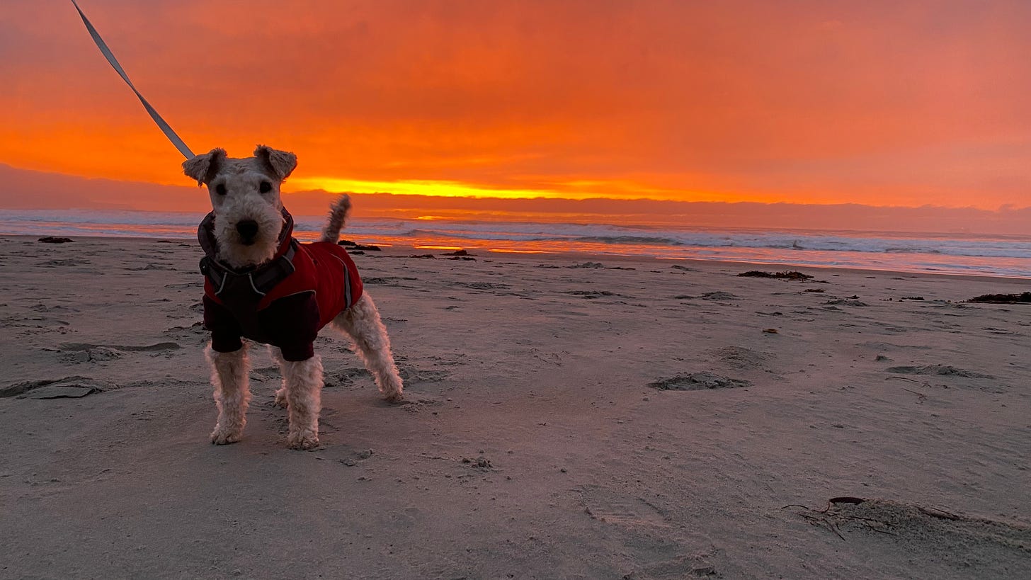 Nutmeg the lakeland terrier at the beach, wearing a red vest. The sky is the bright orange of sunrise.
