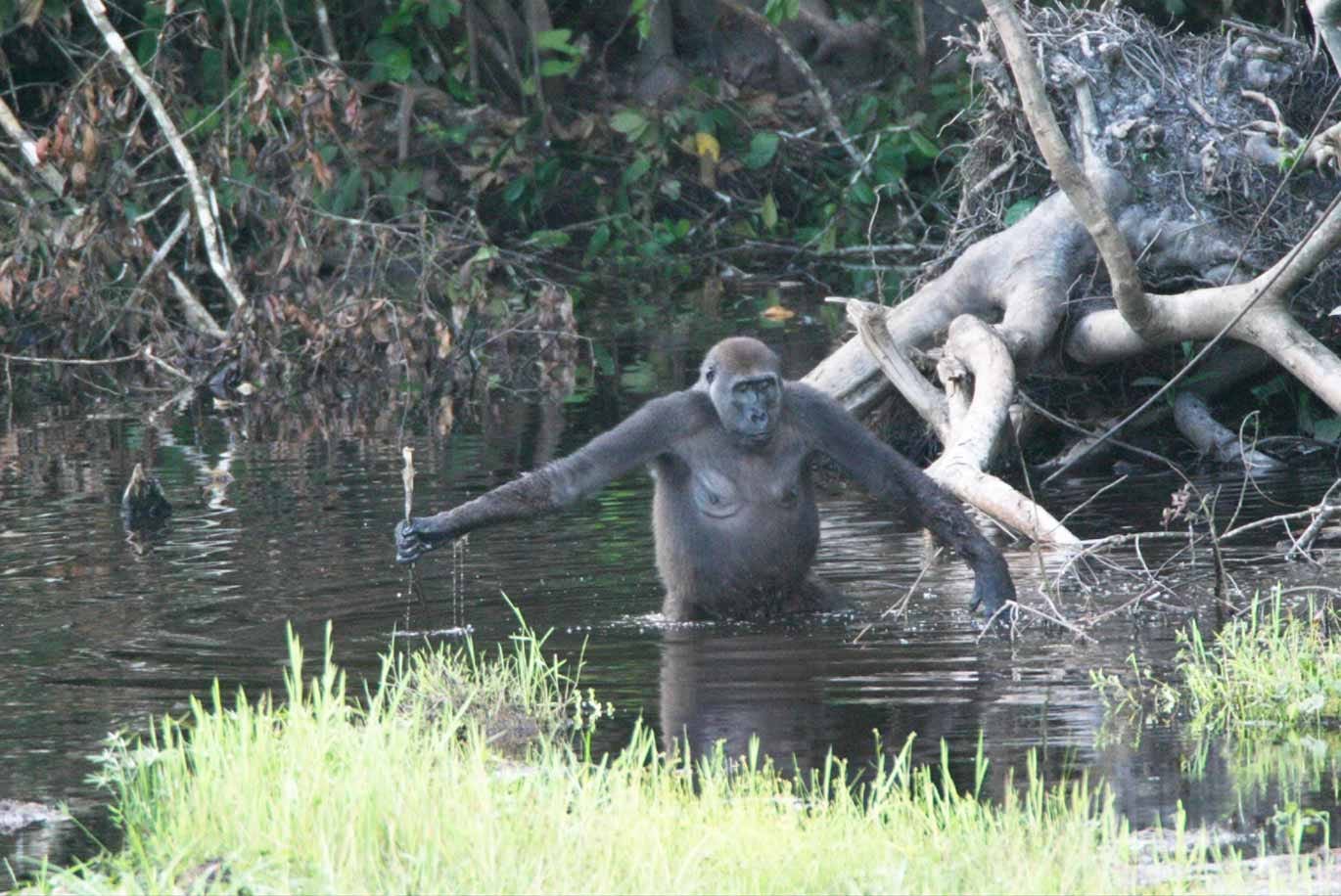 A female gorilla shown from the waist up standing in a pool of water with trees in background. A female gorilla shown from the waist up standing in a pool of water with trees in background.