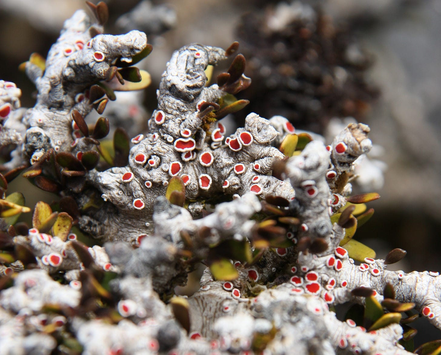 A pale grey lichen with red blobs (reproductive structures known as apothecia) on a gnarled shrub A pale grey lichen with red blobs (reproductive structures known as apothecia) on a gnarled shrub
