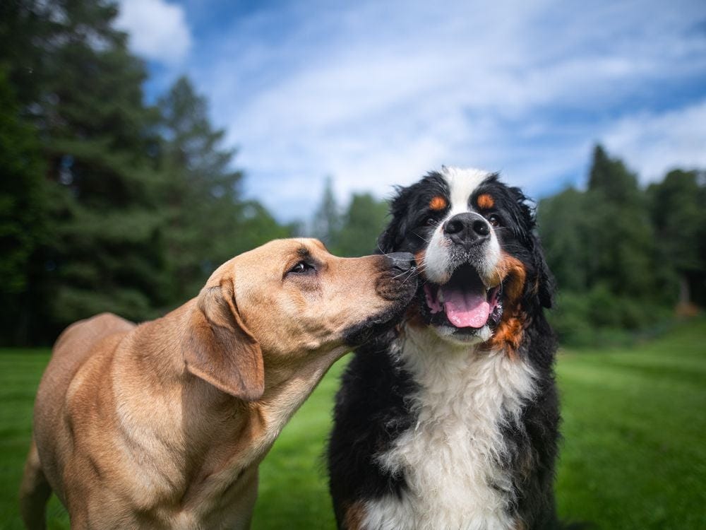 Hundreds of Dogs Across the U.S. Are Falling Ill With Unknown Respiratory Illness image