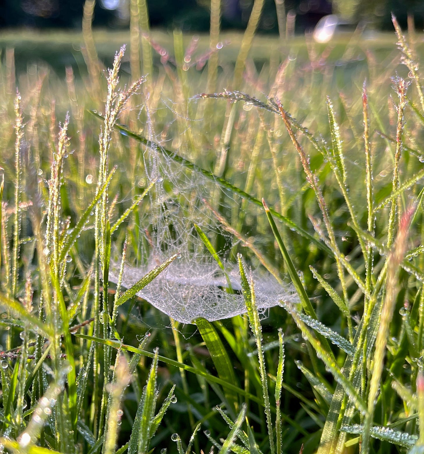spider web between blades of grass with morning sun
