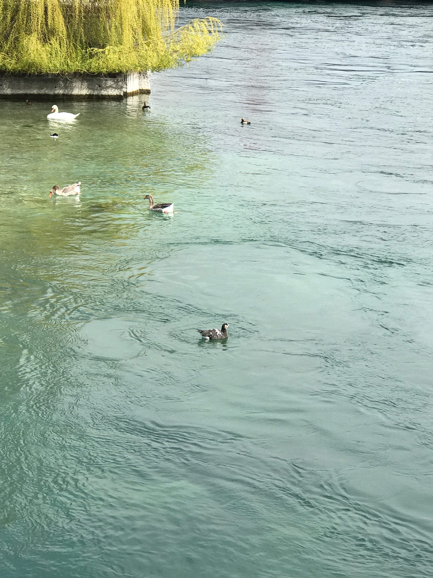 Birds swim in Lake Geneva