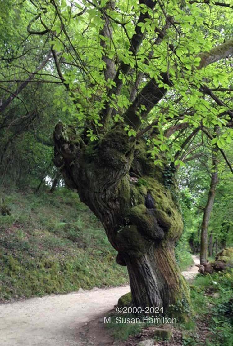 Burled-knarled tree
