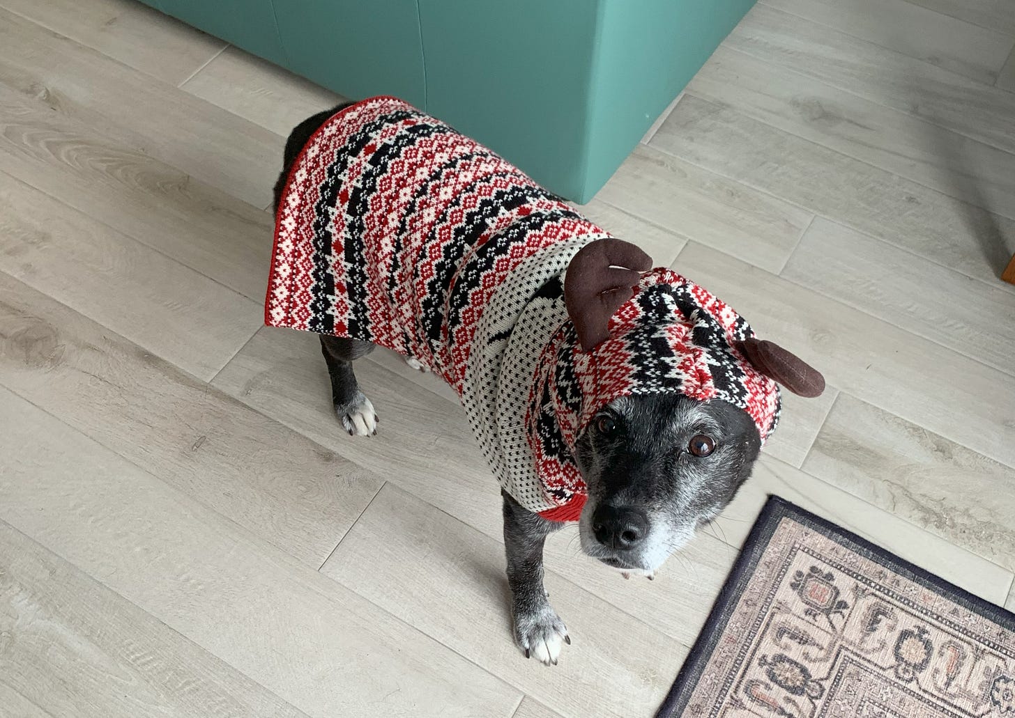 Black and white senior dog wearing Christmas sweater wtih moose ears on hood