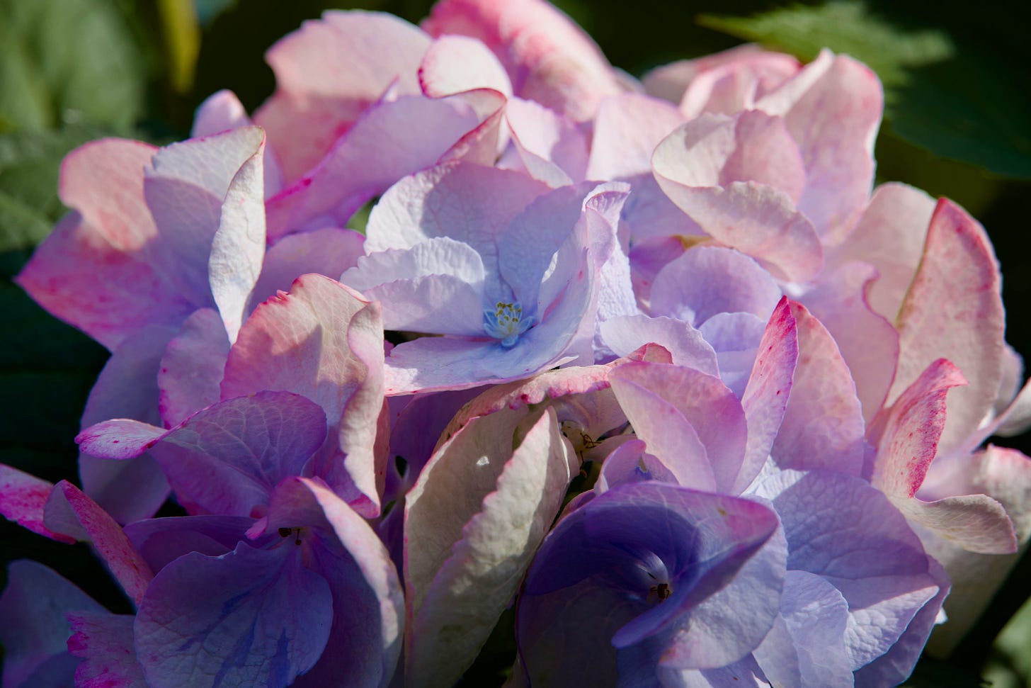 A pink and purple hydrangea blossom