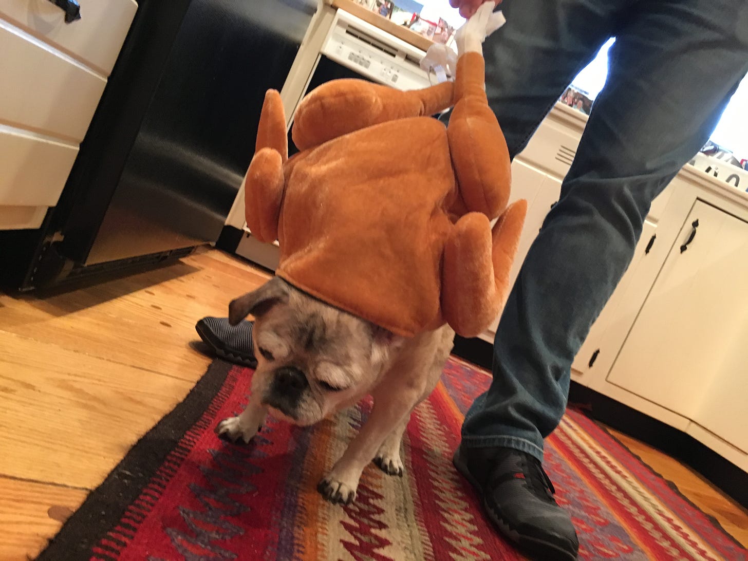 A pug dog wearing a silly turkey hat
