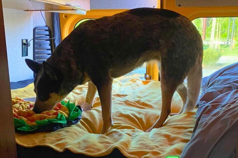 Scout the blue heeler stands on the back bed of our converted van eating her breakfast out of a snuffle mat