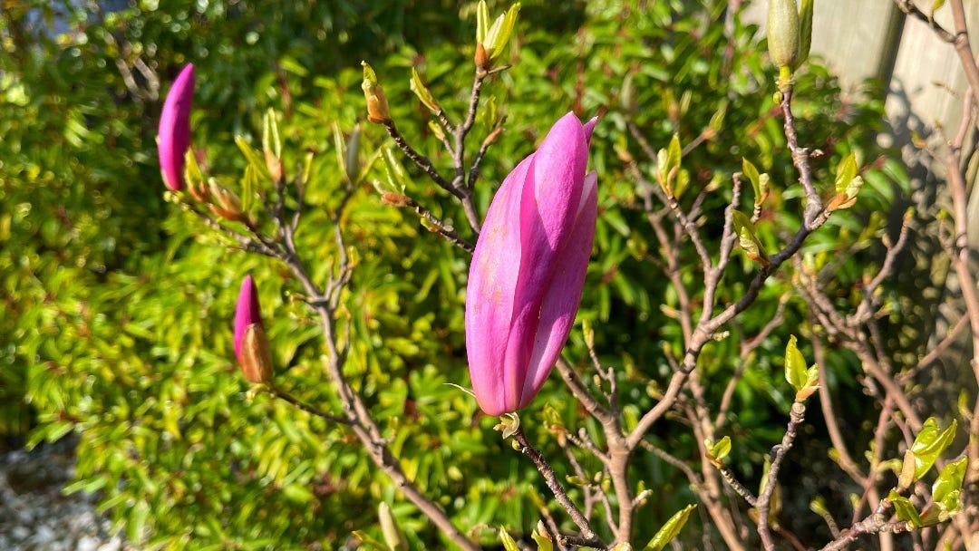A focus on just one magnolia flower in my backyard, still waiting to pop, many days later than the grown-up trees in the village.