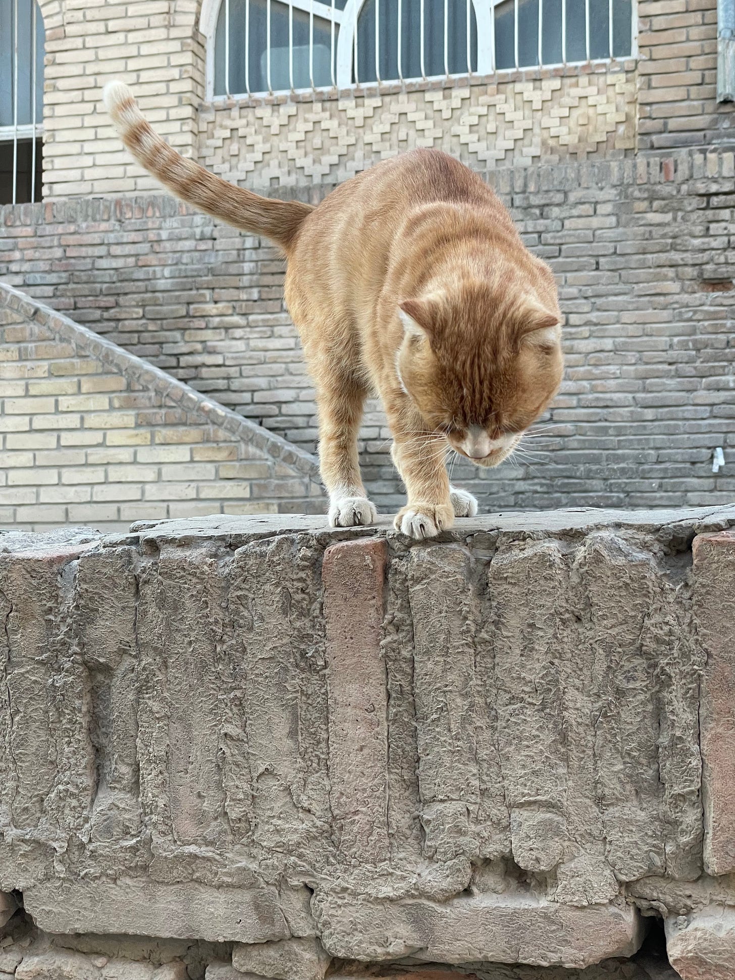 Ginger cat looks down from a wall
