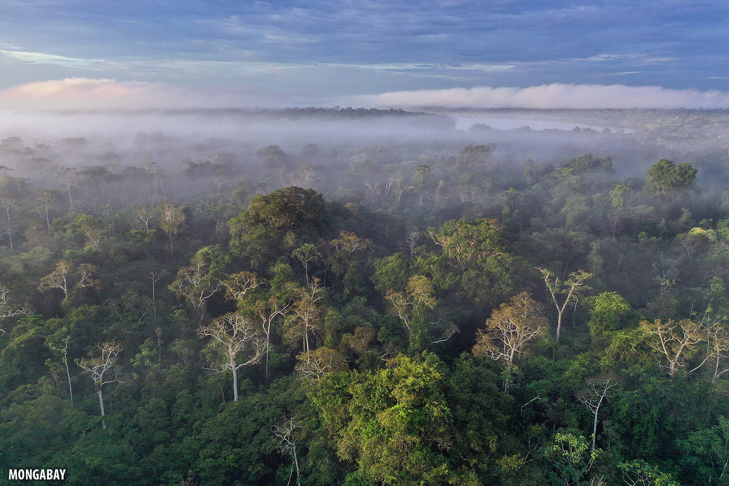 How the pandemic impacted rainforests in 2020: a year in review