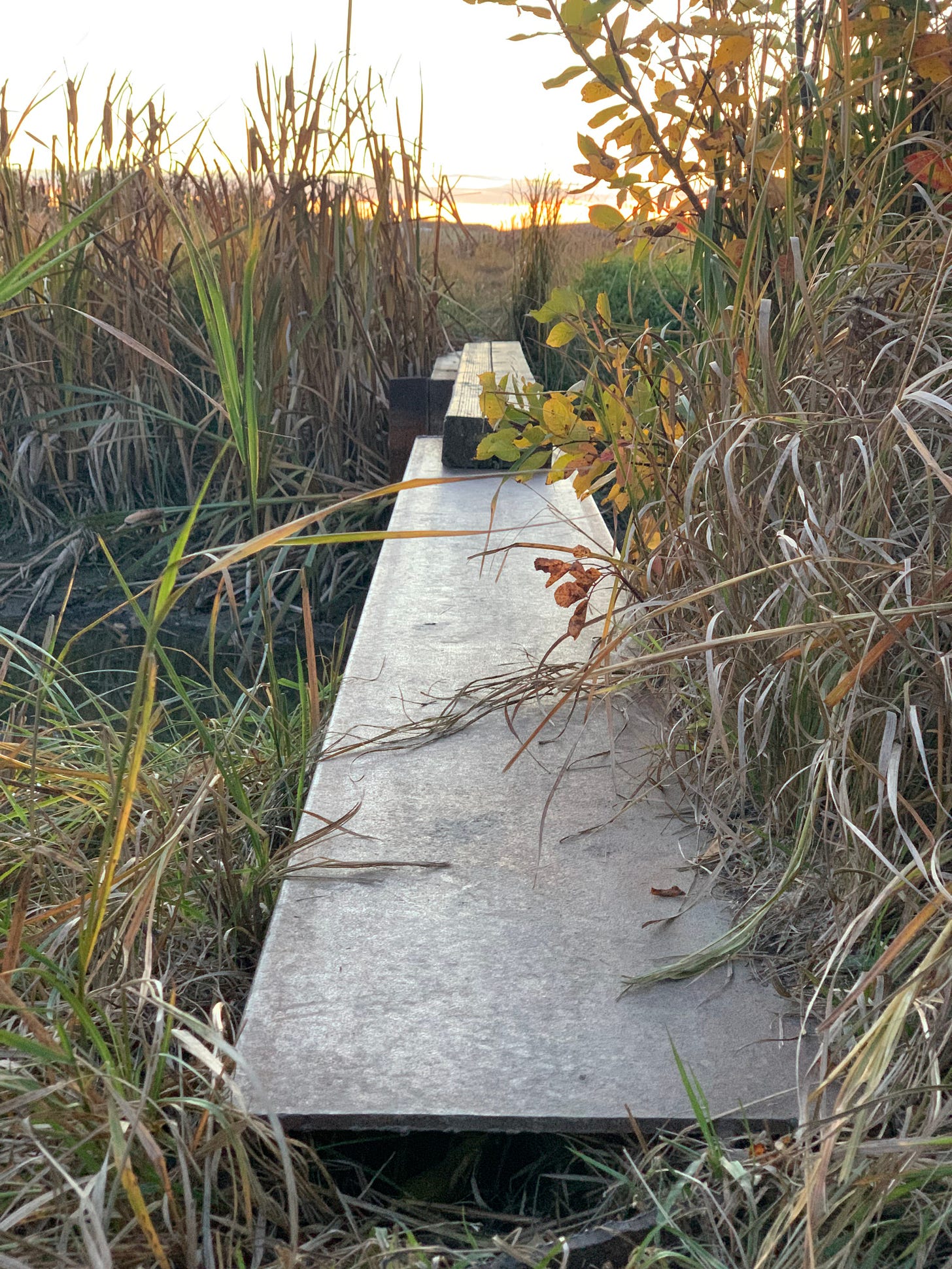 A wooden plank made into a bridge in a marsh, a golden sunrise beyond it and the marsh grasses