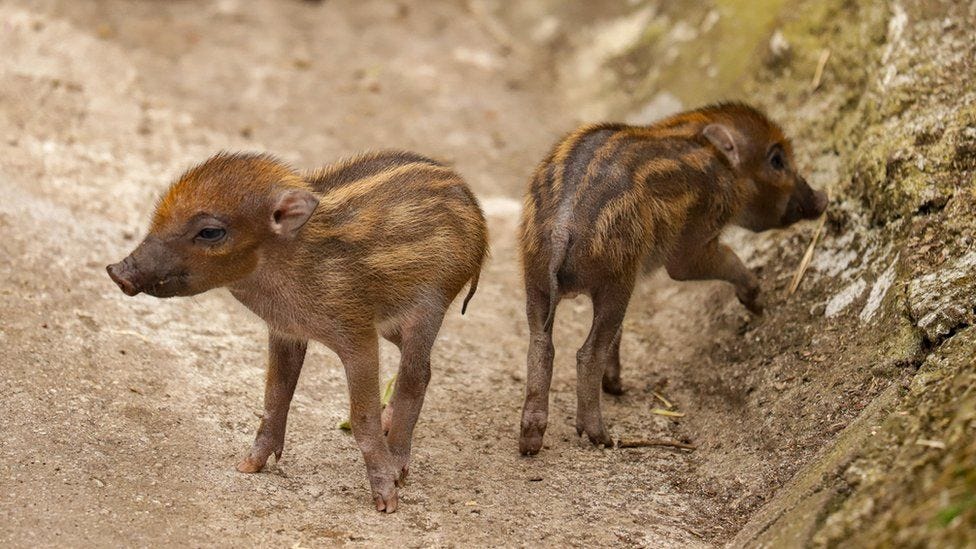 The newborn warty piglets
