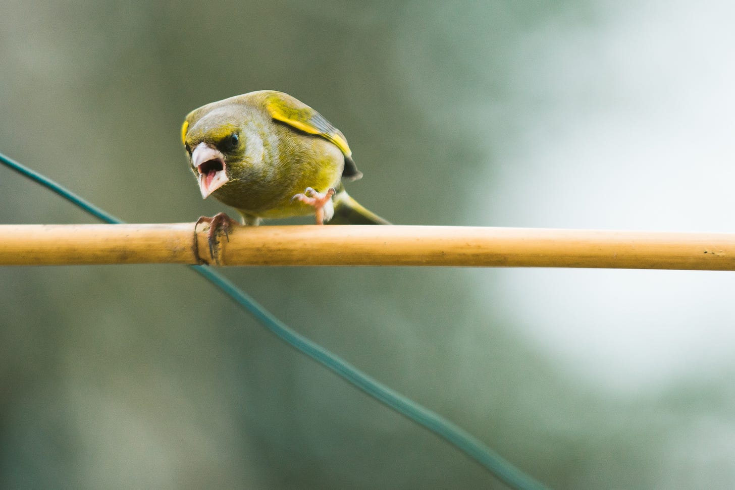 A yellow bird sits on a perch, leaning forward with its beak open, as if screaming.