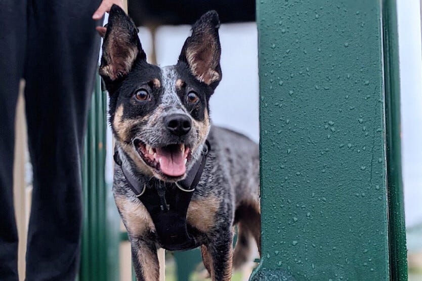 Scout the Australian cattle dog, who is reactive to other dogs, standing on a playground