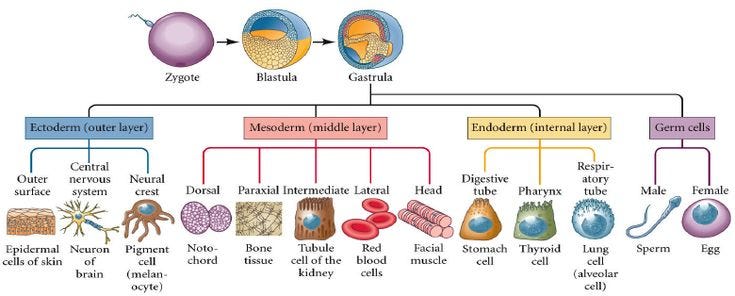 The Three Primary Germ Layers